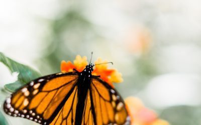 What You Can Do to Help Monarch Butterflies Today