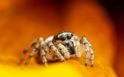 Why Should I Let Spiders Live Inside my House?
